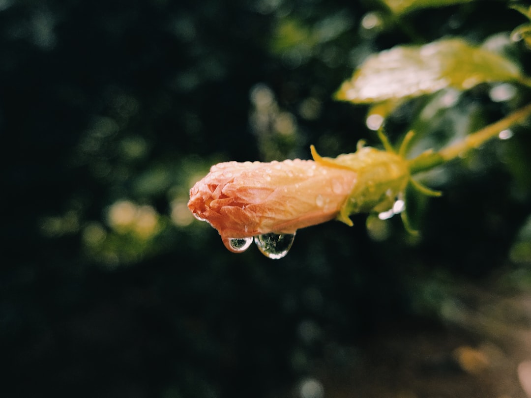 A glass dropper of golden face serum in soft natural light