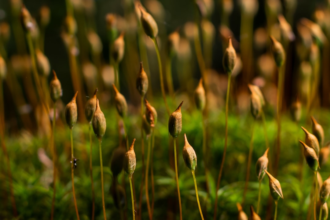 Damp forest floor, moss and oak — the materials of a chypre