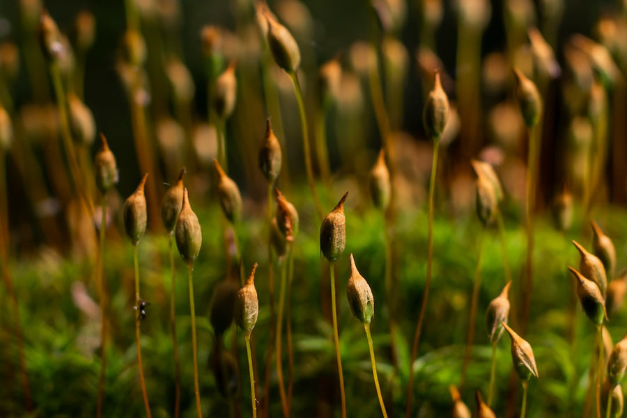Damp forest floor, moss and oak — the materials of a chypre