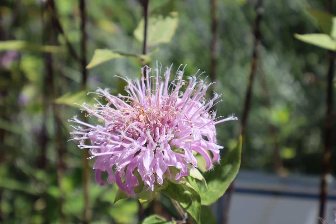 Bergamot and moss in a still life — the poles of a chypre