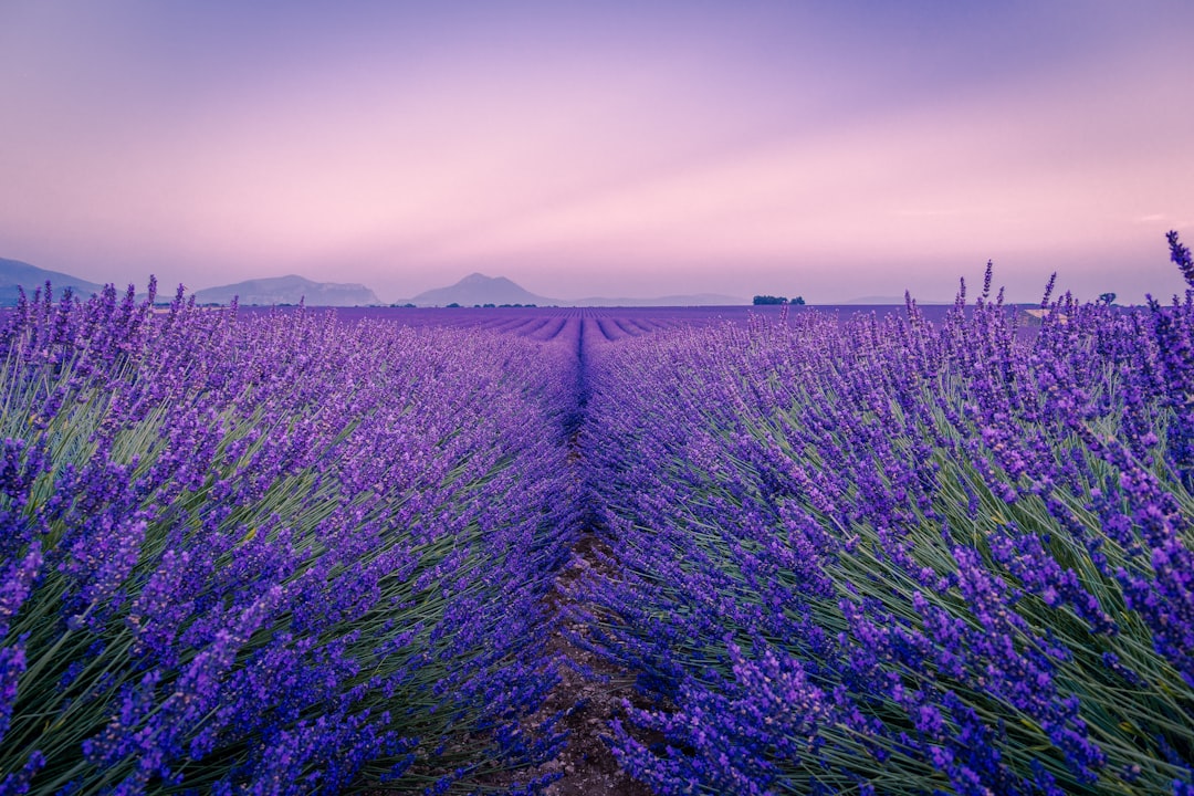 A lavender field in early morning light, Provence