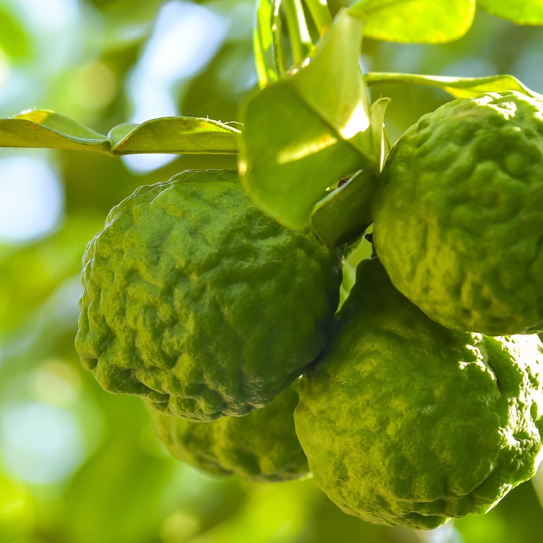 Joy — bergamot ripening on a sun-lit Provençal tree