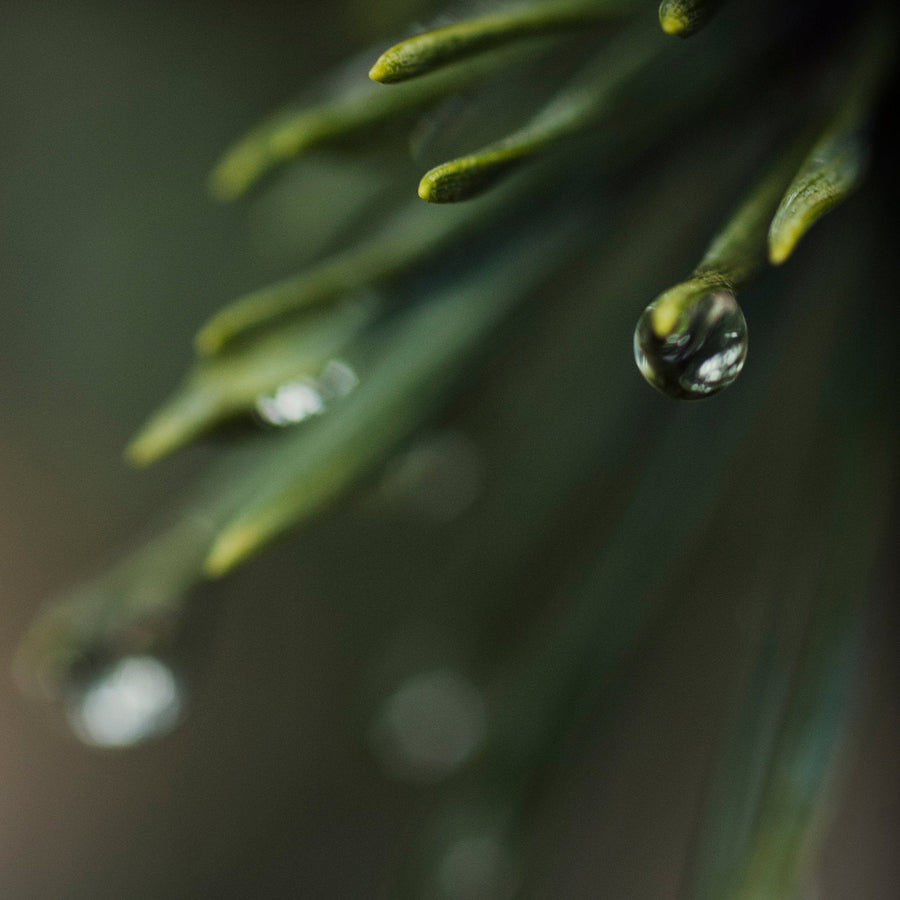 Sensitive & Reactive — cedar needle with a clear water droplet